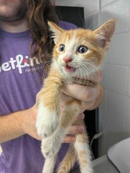 Spaghetti-O -  Domestic Short Hair Cat for Adoption in Cincinnati, Ohio - Spaghetti-O | PetCurious