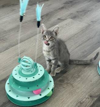 Sterling Katt -  Domestic Short Hair Cat for Adoption in Chandler, Arizona - Sterling Katt | PetCurious