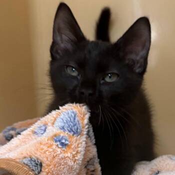 Tumbleweed -  Domestic Short Hair Cat for Adoption in East Hanover, New Jersey - Tumbleweed | PetCurious