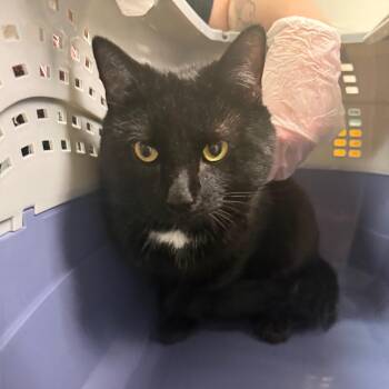 Cushaw -  Domestic Medium Hair Cat for Adoption in Charleston, West Virginia - Cushaw | PetCurious