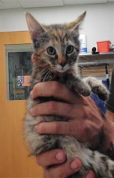 GIRL SCOUT COOKIE -  Domestic Short Hair Cat for Adoption in Albuquerque, New Mexico - GIRL SCOUT COOKIE | PetCurious
