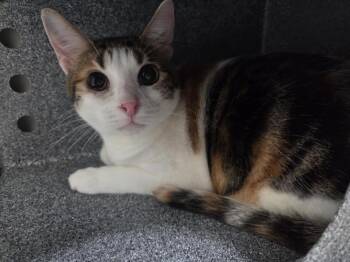 Domestic Short Hair Cats Available for Adoption in Tulsa, Oklahoma - LADY WHISKERS | PetCurious