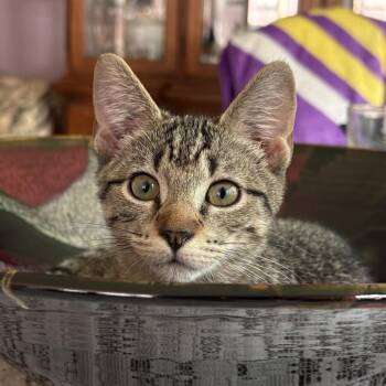 Savannah -  Domestic Short Hair Cat for Adoption in Fairfax Station, Virginia - Savannah | PetCurious