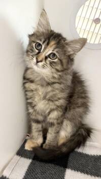 Petunia -  Domestic Medium Hair Cat for Adoption in Rochester, Indiana - Petunia | PetCurious