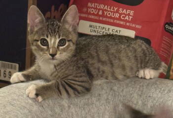 Rescue Domestic Short Hair Cats for Adoption in Walnut Creek, California - William | PetCurious