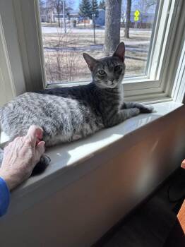 Rescue Domestic Short Hair Cats for Adoption in Grand Forks, North Dakota - QUEEN OF THE NIGHT | PetCurious
