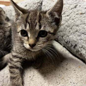 Onyx - special needs -  in Baltimore, MD -  Domestic Short Hair Cat for Adoption - Onyx - Special Needs -  In Baltimore, MD | PetCurious