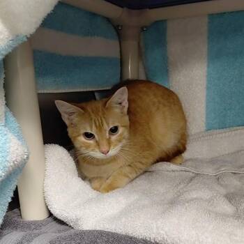 Domestic Short Hair Cats Available for Adoption - HONEYBEAR | PetCurious