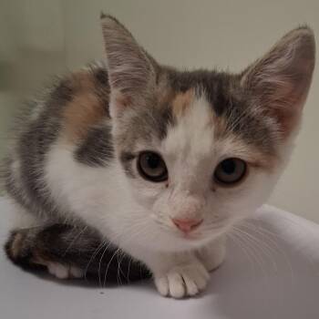 Pretty Girl -  Domestic Short Hair Cat for Adoption in York, Pennsylvania - Pretty Girl | PetCurious