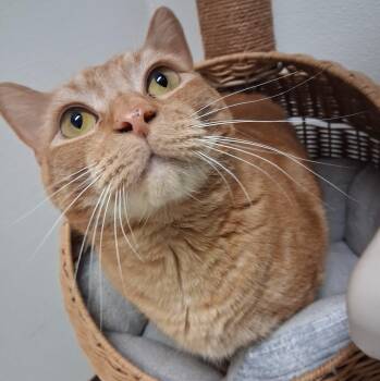 Domestic Short Hair Cats Available for Adoption in Moscow, Idaho - Delightful Derek | PetCurious
