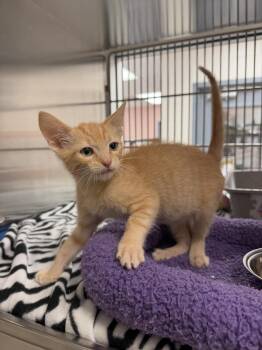 Purrito -  Domestic Short Hair Cat for Adoption in Allen, Texas - Purrito | PetCurious