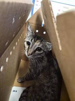 Domestic Short Hair Cats Available for Adoption in San Jose, California - WHISKEY | PetCurious