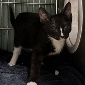 Bacon -  Domestic Short Hair Cat for Adoption in San Gabriel, California - Bacon | PetCurious