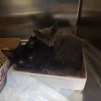 Snuggie -  Domestic Short Hair Cat for Adoption in Westminster, California - Snuggie | PetCurious