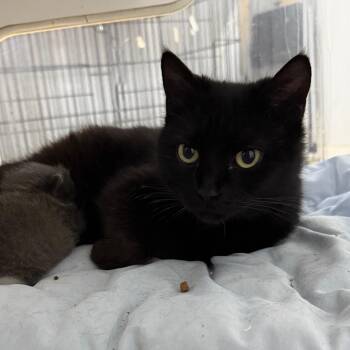 Suburu -  Domestic Short Hair Cat for Adoption in Stephenville, Texas - Suburu | PetCurious