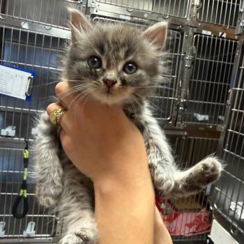 Pluto 9439 -  Domestic Short Hair Cat Available for Adoption in Hamilton, Georgia - Pluto 9439 | PetCurious