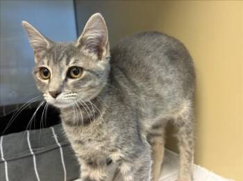 CARNELIAN -  Domestic Short Hair Cat for Adoption in Santa Fe, New Mexico - CARNELIAN | PetCurious