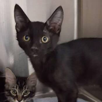Domestic Short Hair Cats Available for Adoption in Lake Havasu City, Arizona - Toby | PetCurious