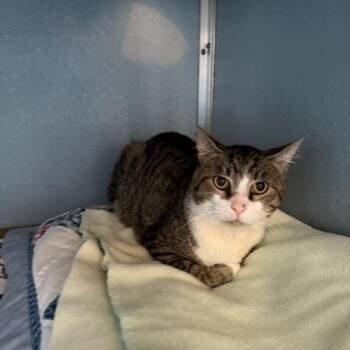 Rescue Domestic Short Hair Cats for Adoption in Renfrew, Pennsylvania - Salvador | PetCurious