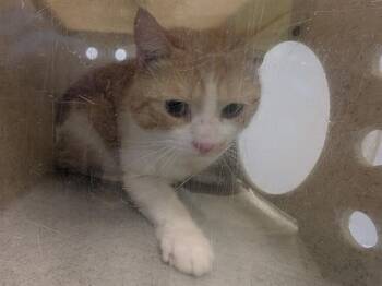 Domestic Short Hair Cats Available for Adoption in Kent, Washington - ROBBIE | PetCurious
