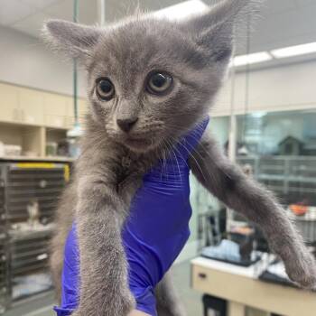 Fluticasone -  Domestic Short Hair Cat for Adoption in Westminster, California - Fluticasone | PetCurious