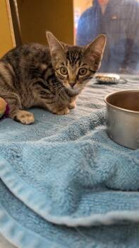 Domestic Short Hair Cats Available for Adoption in Parker, Colorado - Char | PetCurious