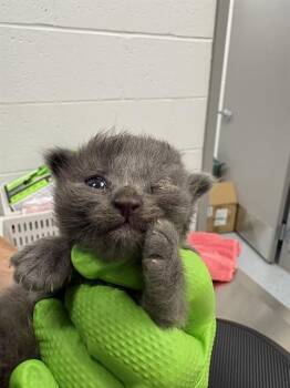 ASH -  Domestic Short Hair Cat for Adoption in Indianapolis, Indiana - ASH | PetCurious