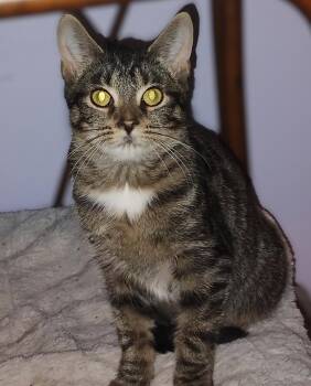 Geena -  Tabby Cat for Adoption in Hamilton, Ontario - Geena | PetCurious