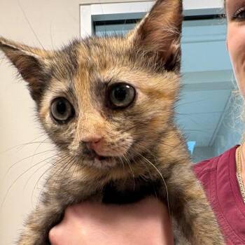 Bambi -  Domestic Short Hair Cat for Adoption in Englewood, Florida - Bambi | PetCurious