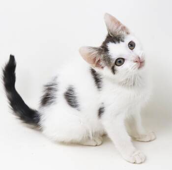 Bruno will WOW u with his goofiness and sweetness - Floofy too -  Turkish Van Cat for Adoption in Bedford Hills, New York - Bruno Will WOW U With His Goofiness And Sweetness - Floofy Too | PetCurious