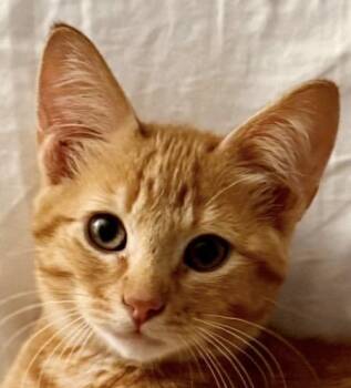 Nugget -  Domestic Short Hair Cat for Adoption in Independence, Missouri - Nugget | PetCurious