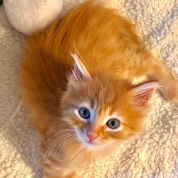 Prince Harry -  Domestic Long Hair Cat for Adoption in Long Beach, California - Prince Harry | PetCurious