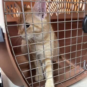 Lady Gaga -  Domestic Short Hair Cat for Adoption in Newark, New Jersey - Lady Gaga | PetCurious