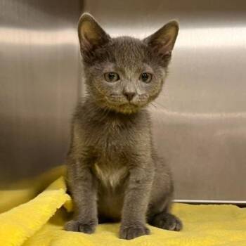 Pontoon -  Domestic Short Hair Cat for Adoption in Wheaton, Illinois - Pontoon | PetCurious