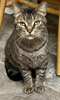 Sammy -  Domestic Short Hair Cat for Adoption in Fort Worth, Texas - Sammy | PetCurious