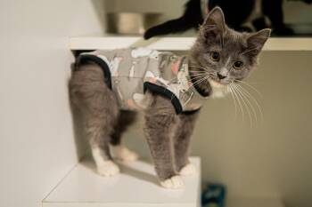 Marnie -  Domestic Long Hair Cat for Adoption in Morgantown, West Virginia - Marnie | PetCurious