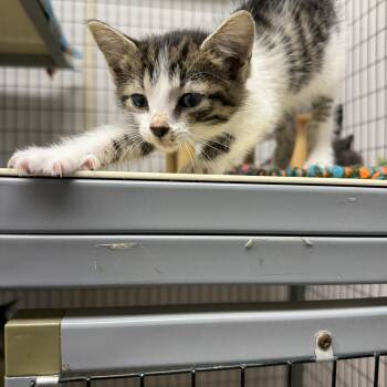 Regina -  Domestic Short Hair Cat for Adoption in Senatobia, Mississippi - Regina | PetCurious