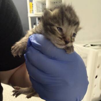 Domestic Short Hair Cats Available for Adoption - 04/04/2026-Stray-HunterCourt-3 | PetCurious