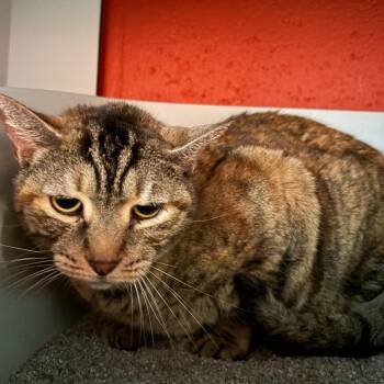 Domestic Short Hair Cats Available for Adoption in Sarasota, Florida - Jazzy | PetCurious
