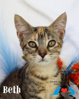 Beth -  Domestic Short Hair Cat for Adoption in Ocean Springs, Mississippi - Beth | PetCurious