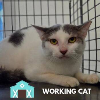 Loretta -  Domestic Short Hair Cat for Adoption in Sarasota, Florida - Loretta | PetCurious