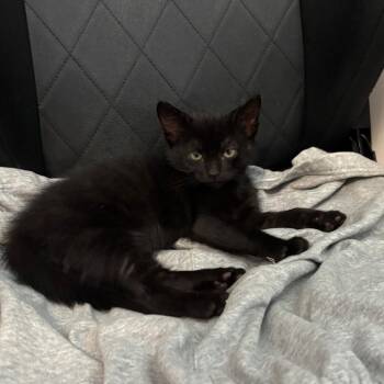 Jason -  Domestic Short Hair Cat Available for Adoption in Los Angeles, California - Jason | PetCurious