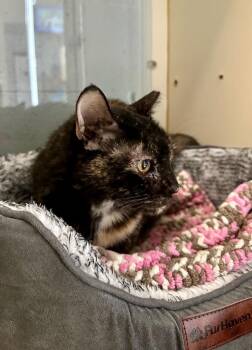 Godiva -  Domestic Short Hair Cat for Adoption in Newberg, Oregon - Godiva | PetCurious