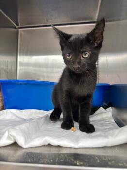 Jalapeño -  Domestic Medium Hair Cat for Adoption in Danielsville, Georgia - Jalapeño | PetCurious