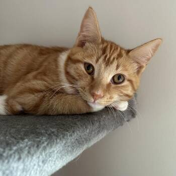 Charlie -  Domestic Short Hair Cat for Adoption in Winston-salem, North Carolina - Charlie | PetCurious