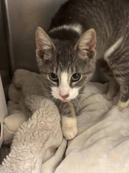 Gnocci -  Domestic Short Hair Cat for Adoption in Liverpool, New York - Gnocci | PetCurious