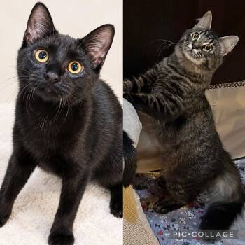 Mya & Madeline -  Maine Coon and Domestic Long Hair Cat for Adoption in Allentown, New Jersey - Mya & Madeline | PetCurious