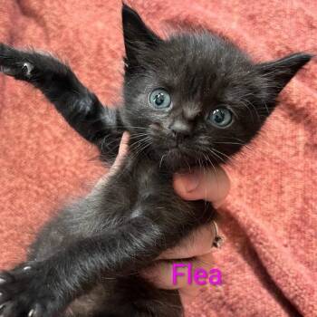 Domestic Long Hair Cats Available for Adoption - Flea | PetCurious