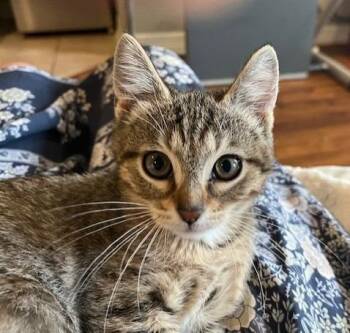 Domestic Short Hair Cats Available for Adoption in Magnolia, Texas - Perm | PetCurious
