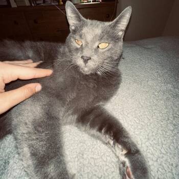 Scrim -  Domestic Short Hair Cat for Adoption in Blairsville, Georgia - Scrim | PetCurious